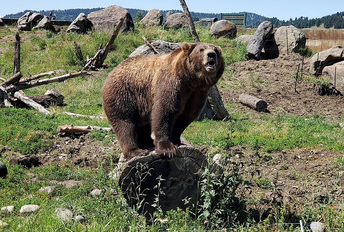 Trải nghiệm nên thử ở Bozeman là ghé thăm những chú gấu ở Montana Grizzly Encounter