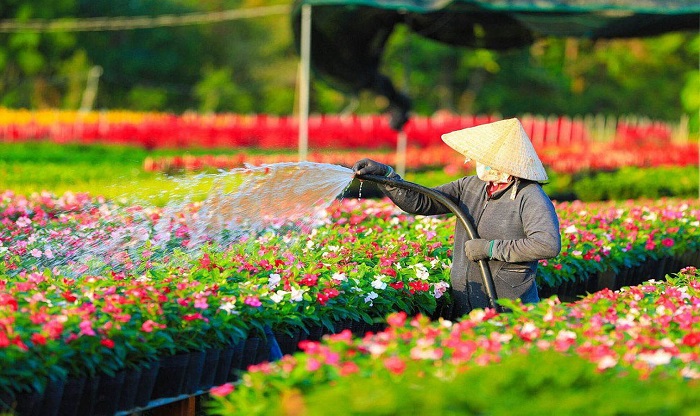 Ở Hải Phòng có làng hoa Hạ Lũng lâu đời, là điểm du lịch gần sân bay Cát Bi Hải Phòng 
