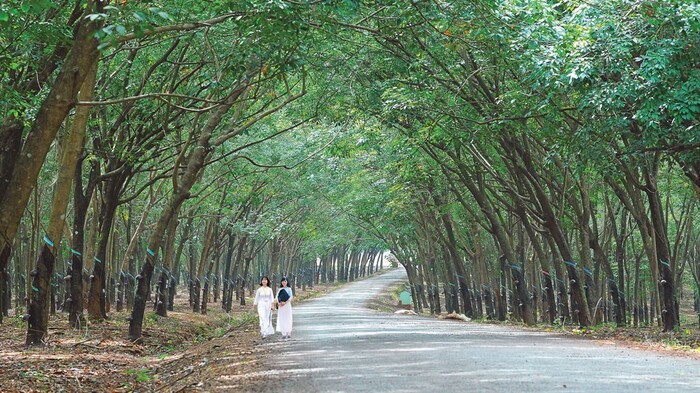 du lịch Bình Phước - dạo bước giữa khung cảnh rừng cao su thơ mộng