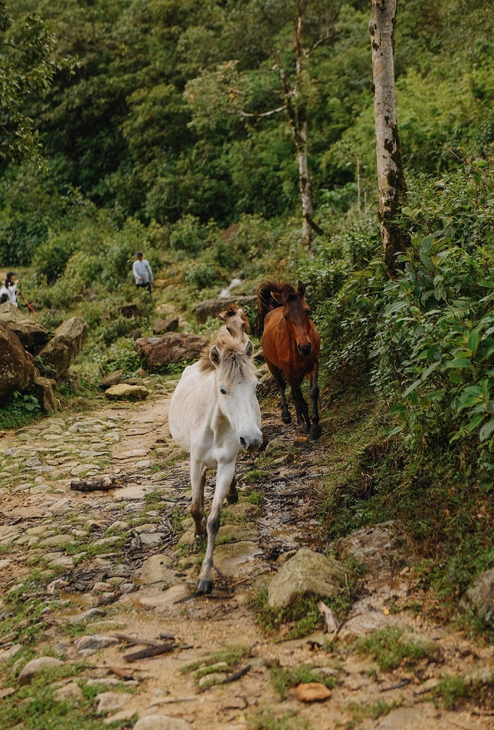 Trekking đường cổ Pavi Lai Châu kích thích các đôi chân ham đi