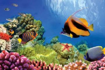 Rạn san hô Great Barrier có gì: Khám phá và chiêm ngưỡng vẻ đẹp của rạn san hô lớn nhất thế giới