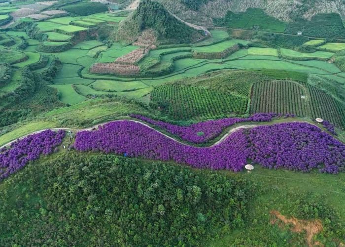 Thung lũng Suối Bon bừng sáng với sắc tím hoa mua