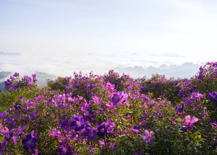 Hoa mua Suối Bon với giống cây nhập khẩu từ Australia