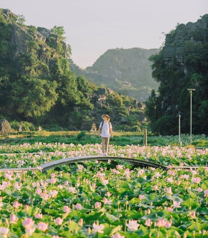 Vẻ đẹp của Tràng An vào mùa sen