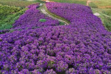 Du lịch Sơn La mùa hoa mua - Suối Bon rực rỡ trong sắc tím lãng mạn