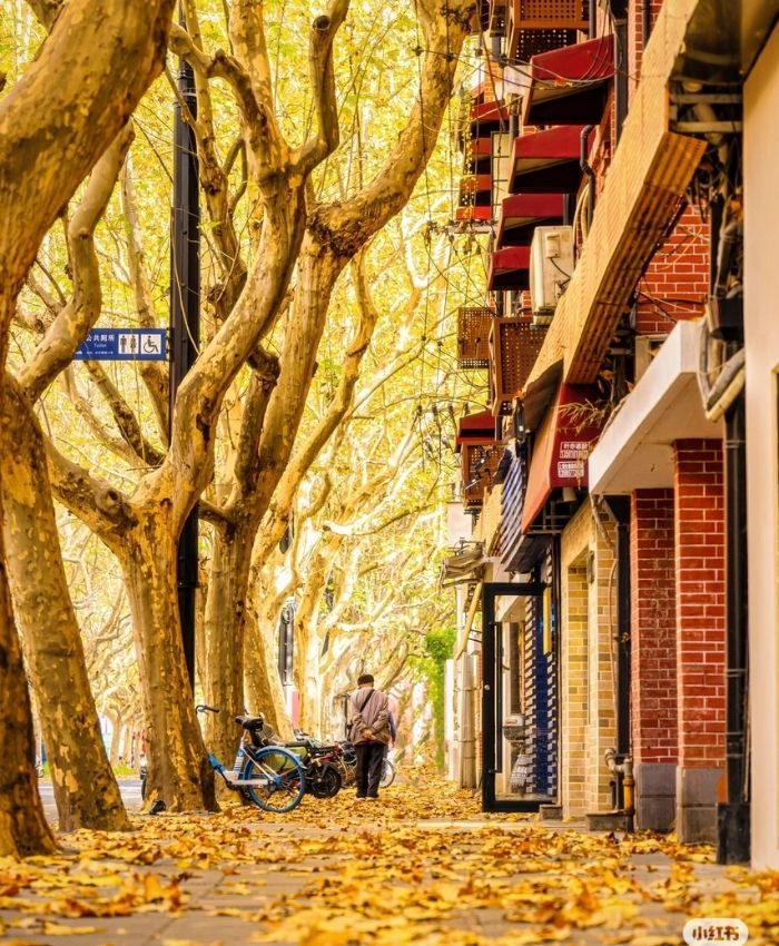 Vẻ đẹp lãng mạn của đường Wukang Thượng Hải vào mùa thu
