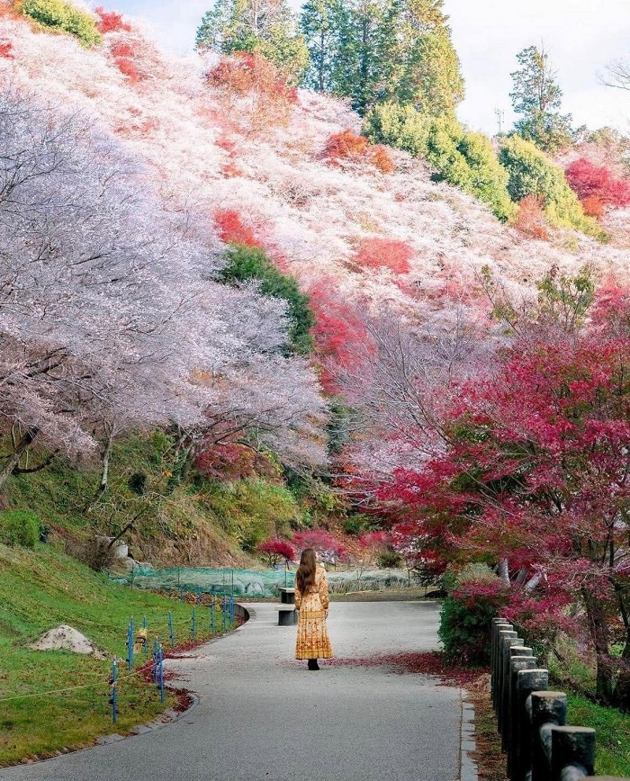 Du lịch Kyoto Nhật Bản tháng 10 với thời tiết mát mẻ