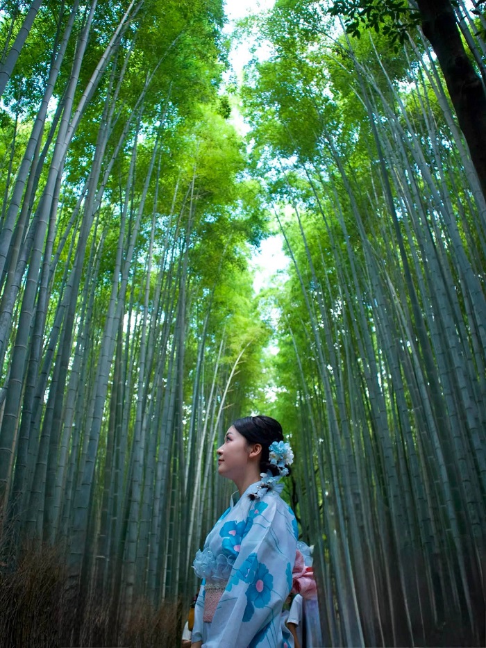 Rừng trúc trong Công viên Arashiyama lên hình tuyệt đẹp Du lịch Kyoto Nhật Bản tháng 10 