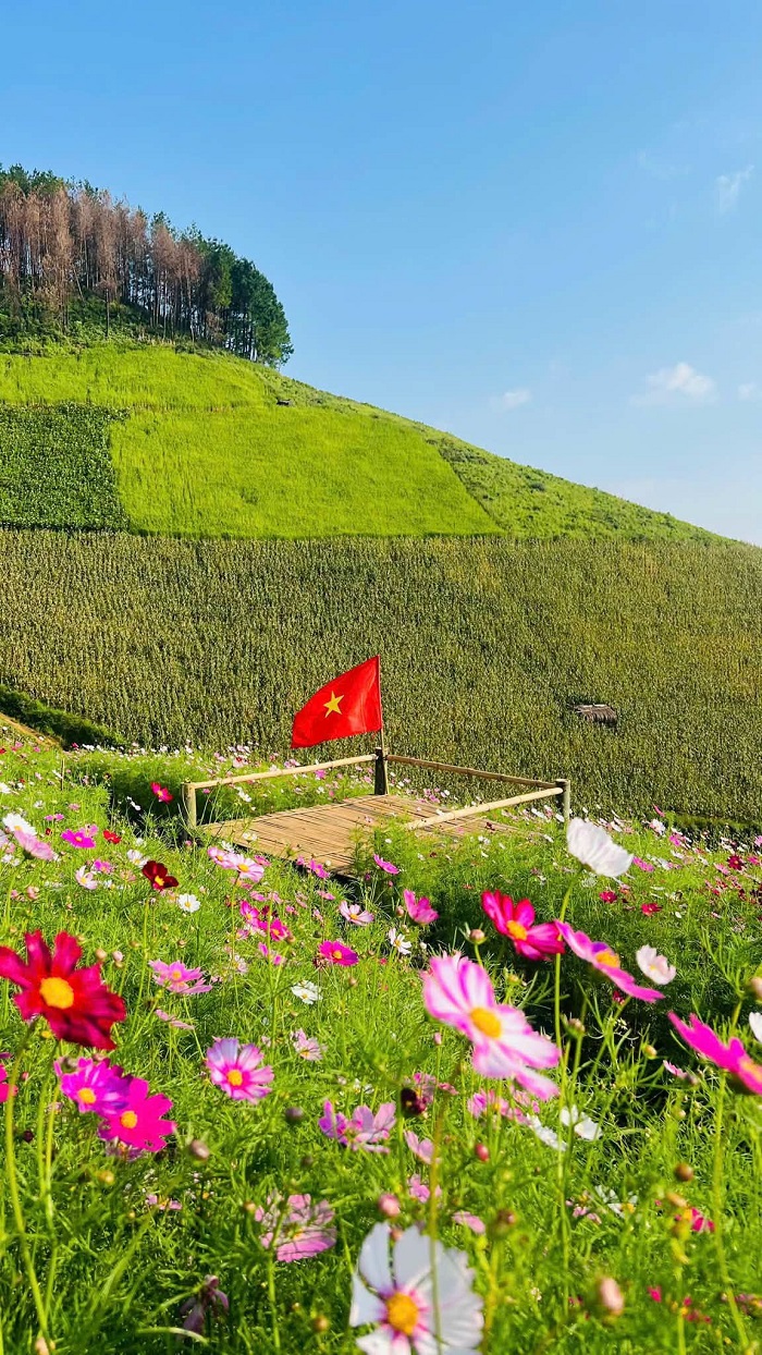 Đồi hoa Lóng Sập Mộc Châu đang vào mùa đẹp nhất