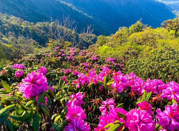 Tả Liên Sơn là một trong những ngọn núi cao nhất Tây Bắc có hoa đỗ quyên tuyệt đẹp
