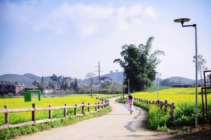 Lỏi Tươi Farm là vườn hoa đẹp nhất Mộc Châu với khung cảnh thơ mộng