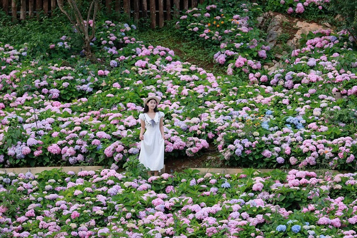 The Flora là vườn hoa đẹp nhất Mộc Châu mà bạn nên khám phá