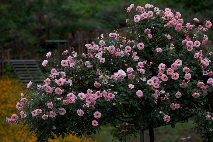 The Flora là vườn hoa đẹp nhất Mộc Châu còn có cả hoa hồng tuyệt đẹp