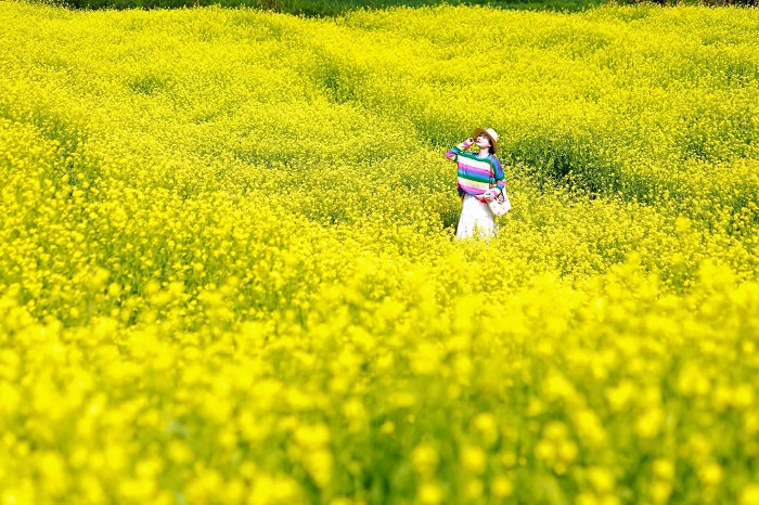 Lỏi Tươi Farm là vườn hoa đẹp nhất Mộc Châu vào mùa hoa cải vàng