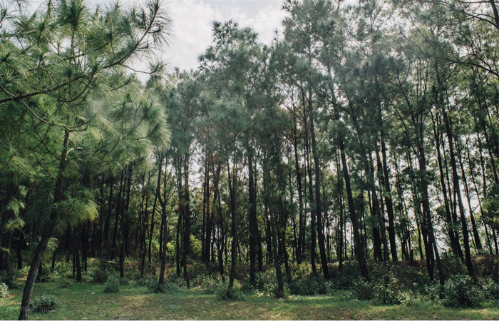 Du lịch Đà Nẵng 