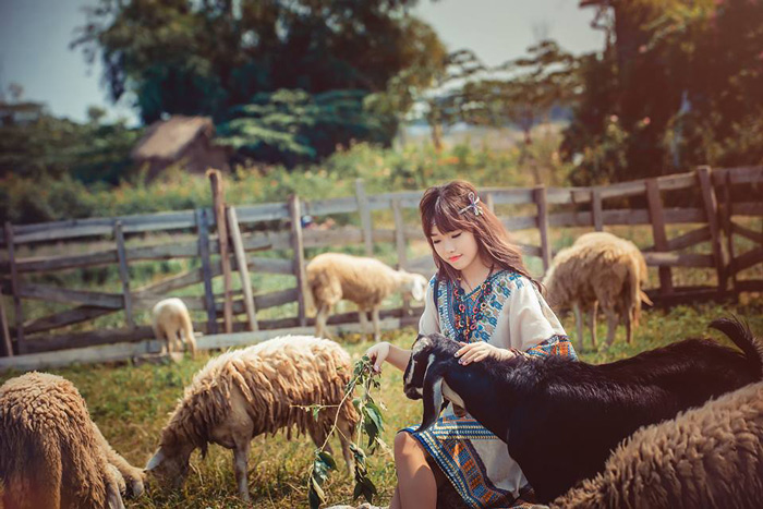 cánh đồng cừu ở Việt Nam 