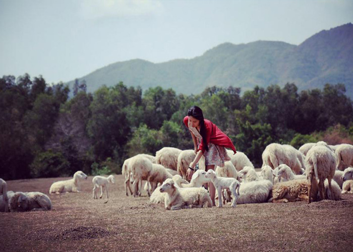 cánh đồng cừu ở Việt Nam 