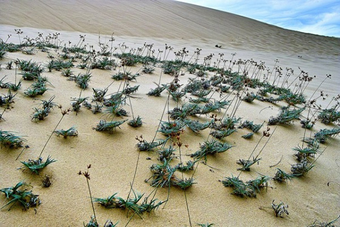  cồn cát Quang Phú 