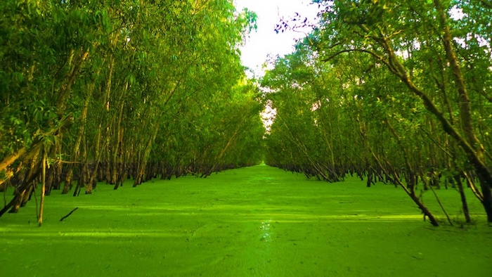 Đẹp nhất rừng tràm Trà Sư mùa nước nổi