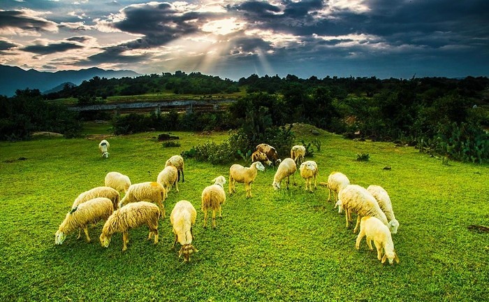 đồng cừu An Hòa