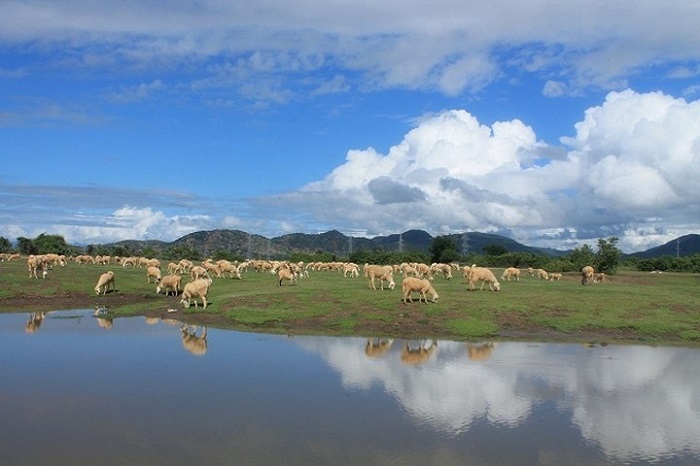 đồng cừu An Hòa