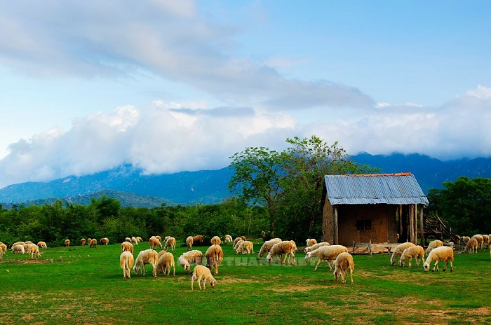 đồng cừu An Hòa