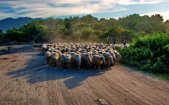 đồng cừu An Hòa