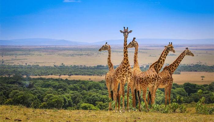 Khám phá thiên nhiên châu phi hoang dã ở Kenya