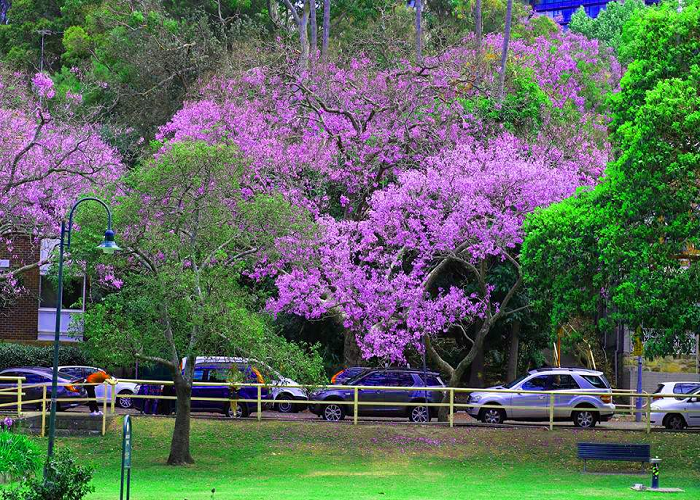 mùa hoa phượng tím Jacaranda 