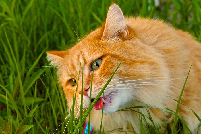 Tại sao chó và mèo thỉnh thoảng lại ăn cỏ