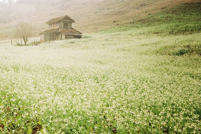 mùa hoa cải ở Mộc Châu 