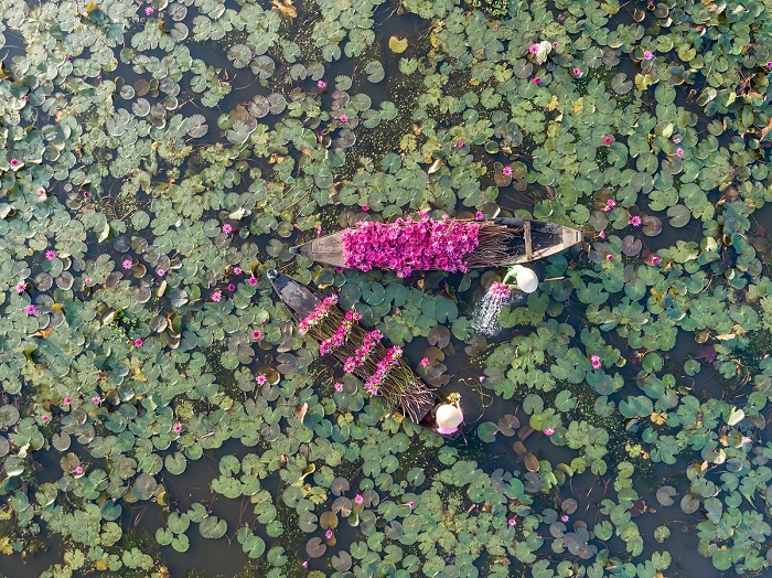 hoa súng miền Tây