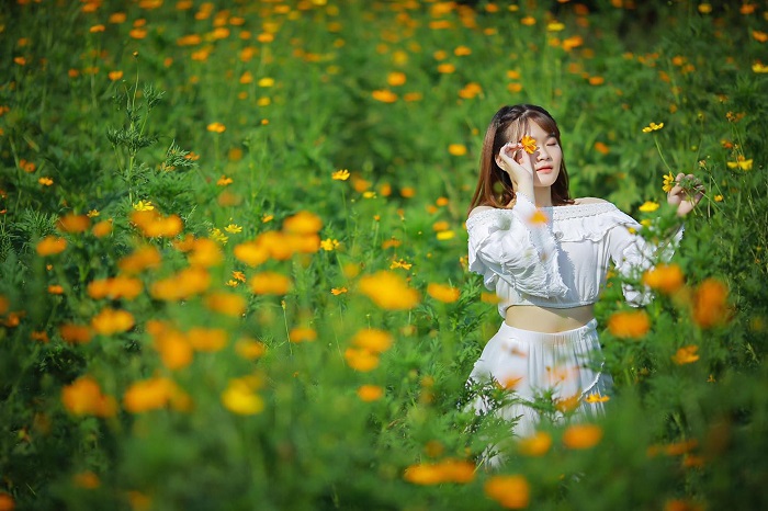cánh đồng hoa Bãi Đá Sông Hồng