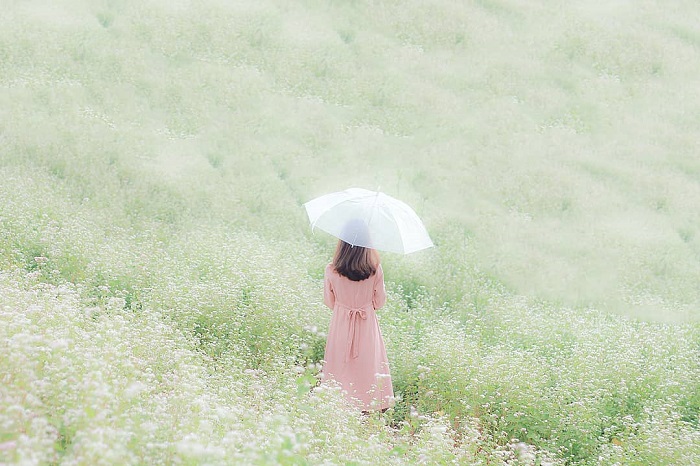 cánh đồng hoa Bãi Đá Sông Hồng
