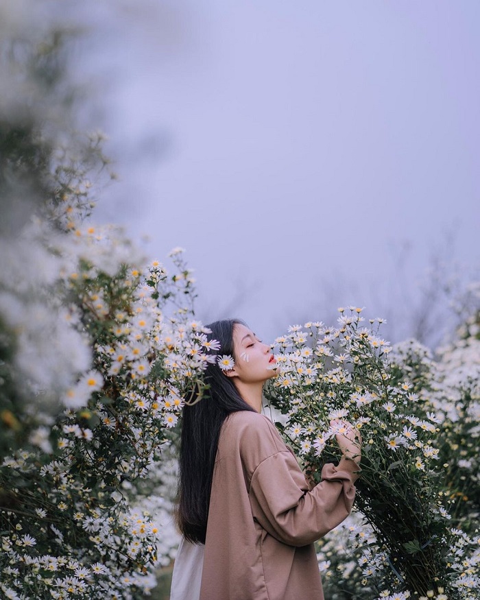 cánh đồng hoa Bãi Đá Sông Hồng