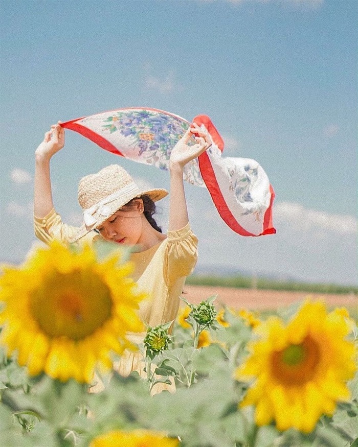 cánh đồng hoa Bãi Đá Sông Hồng