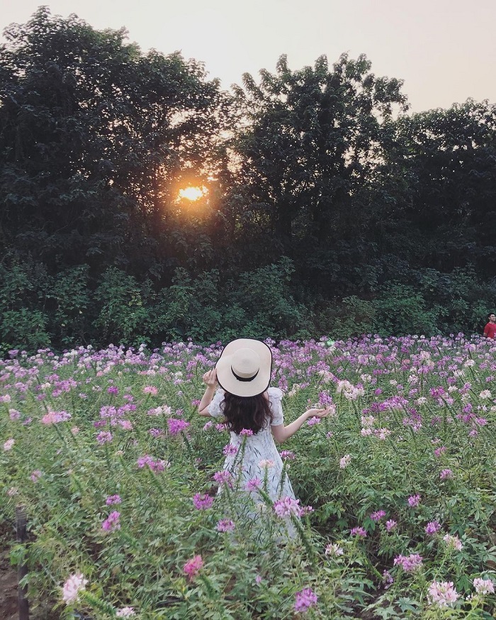 cánh đồng hoa Bãi Đá Sông Hồng