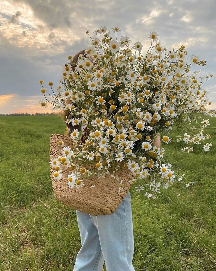 cánh đồng hoa Bãi Đá Sông Hồng