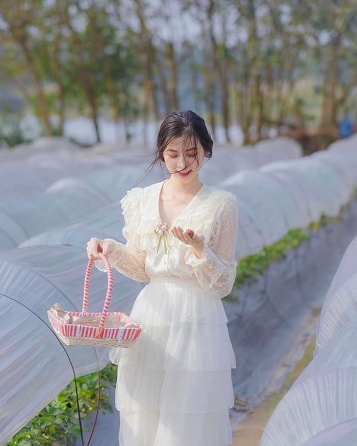 cánh đồng hoa Bãi Đá Sông Hồng
