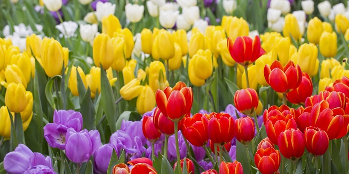 Hoa tulip - quốc hoa của Hà Lan, tìm hiểu về quốc hoa của các nước trên thế giới