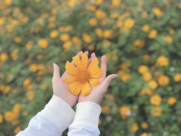 Top nhiều hơn 99 hình nền hoa dã quỳ hay nhất  Tin học Đông Hòa