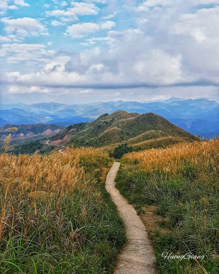 mùa cỏ lau ở Bình Liêu