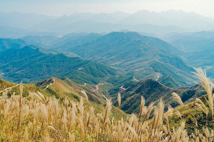 mùa cỏ lau ở Bình Liêu