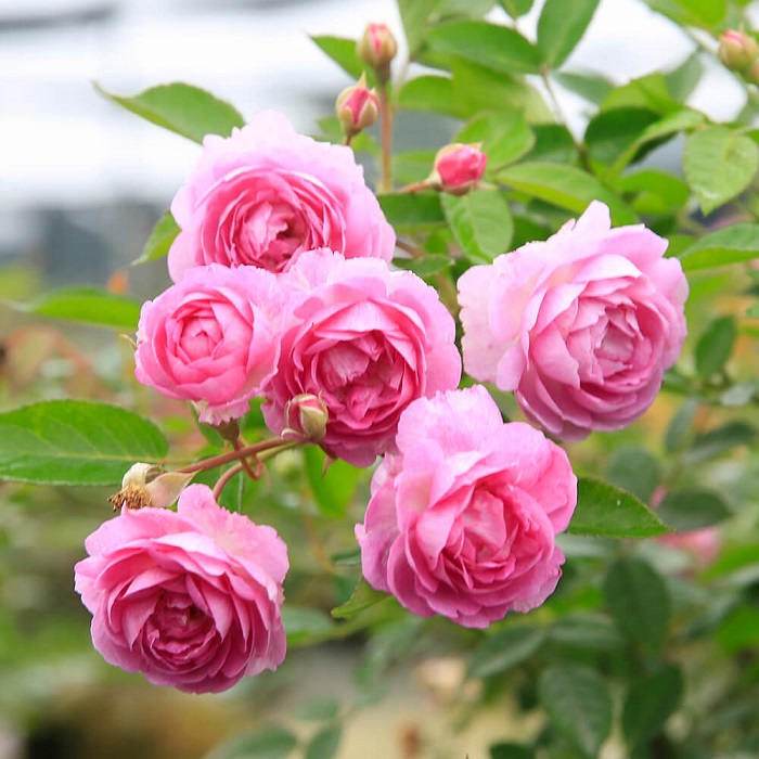 Hoa hồng - quốc hoa của Anh, tìm hiểu về quốc hoa của các nước trên thế giới