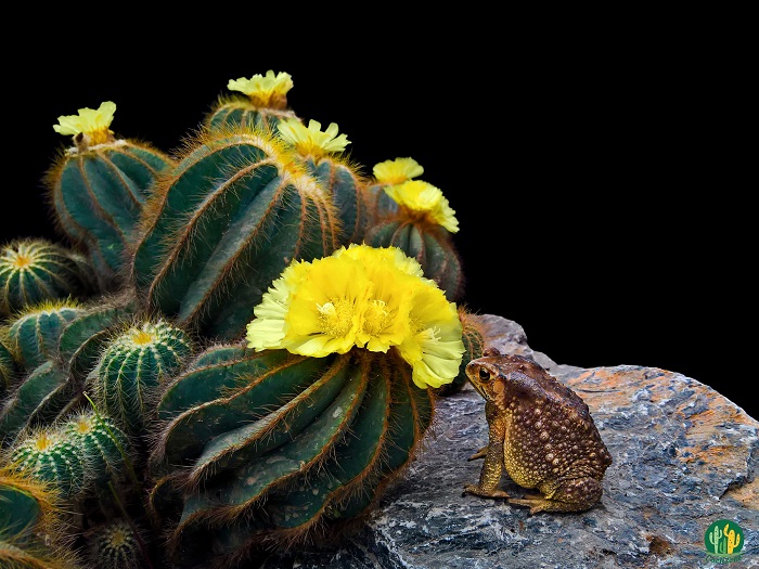 Cactizone cactus garden 