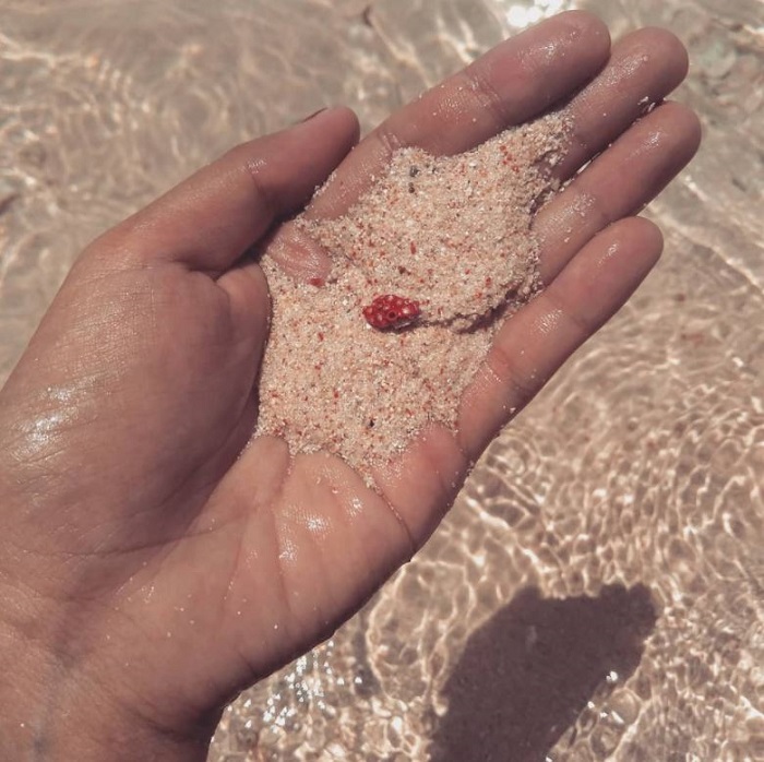 bãi biển màu hồng ở Philippines