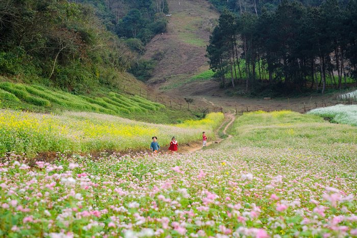 Yellow mustard flowers and buckwheat at the end of the season also bloom in Long Luong village. Photo: Nguyen Chi Nam 