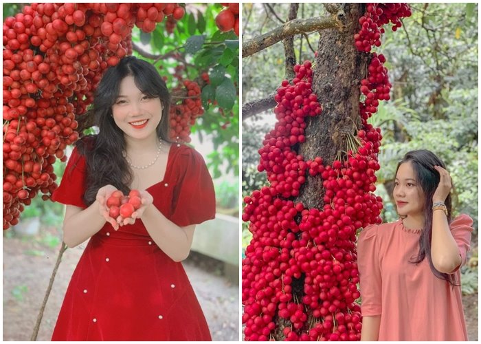 Mùa cây đỏ ở cao nguyên Vân Hòa 'ấm lòng' du khách