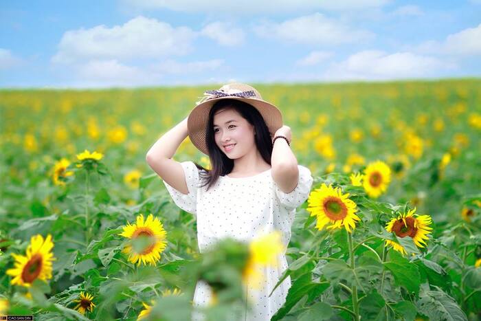 Đón chờ mùa hoa hướng dương vào dịp cuối năm tại các địa điểm sống ảo lý tưởng cho ‘mùa vàng’ ở Việt Nam