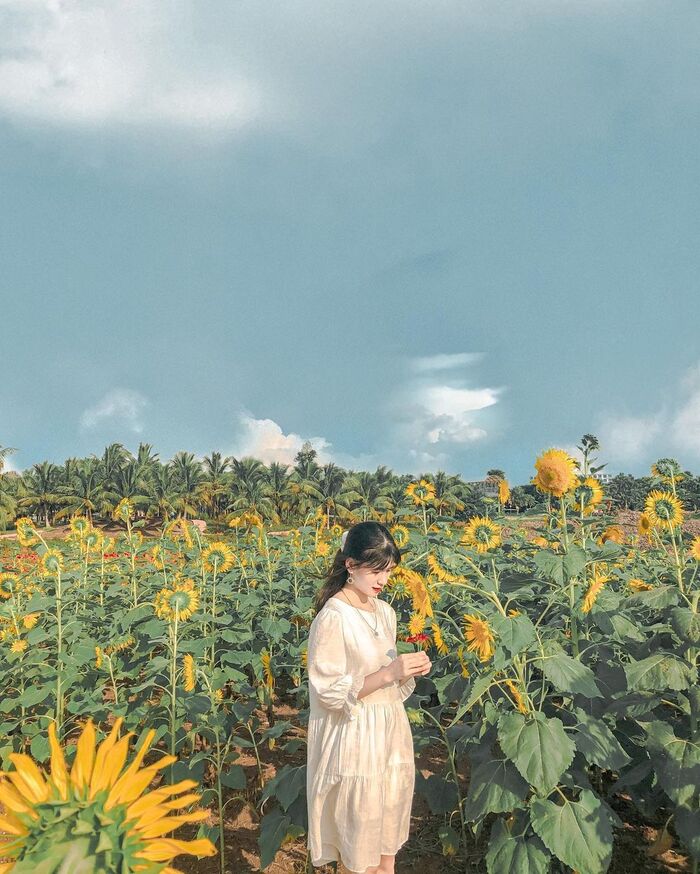 Đón chờ mùa hoa hướng dương vào dịp cuối năm tại các địa điểm sống ảo lý tưởng cho ‘mùa vàng’ ở Việt Nam